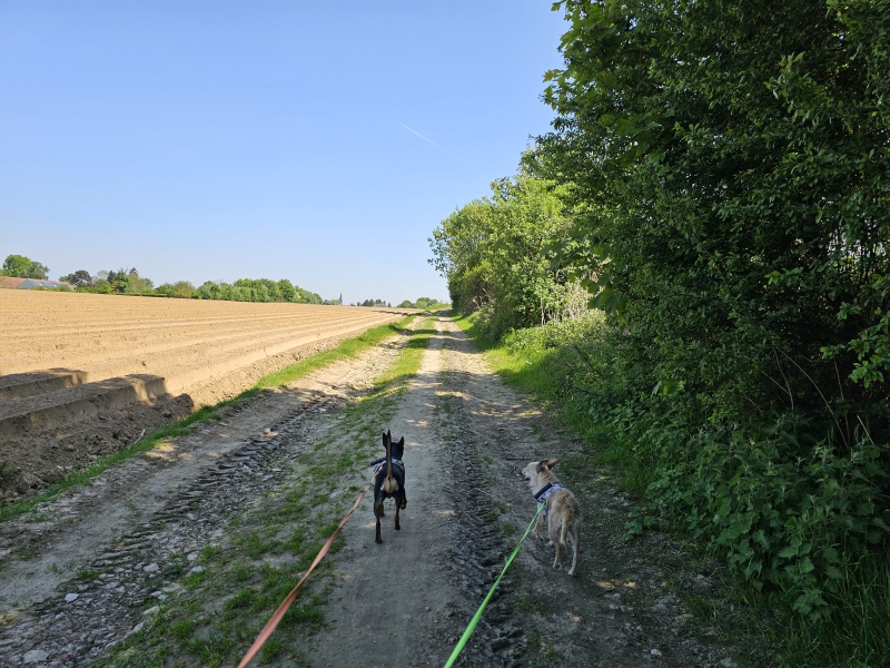 Wandelen langs de landbouwgronden in Oppem
