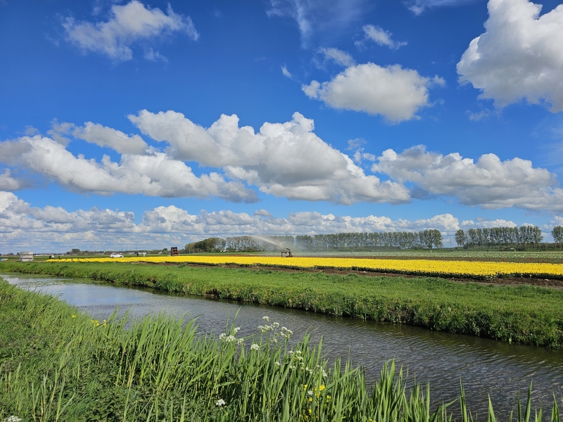 Wandelen langs de tulpen in Meerdonk, Sint-Gillis-Waas