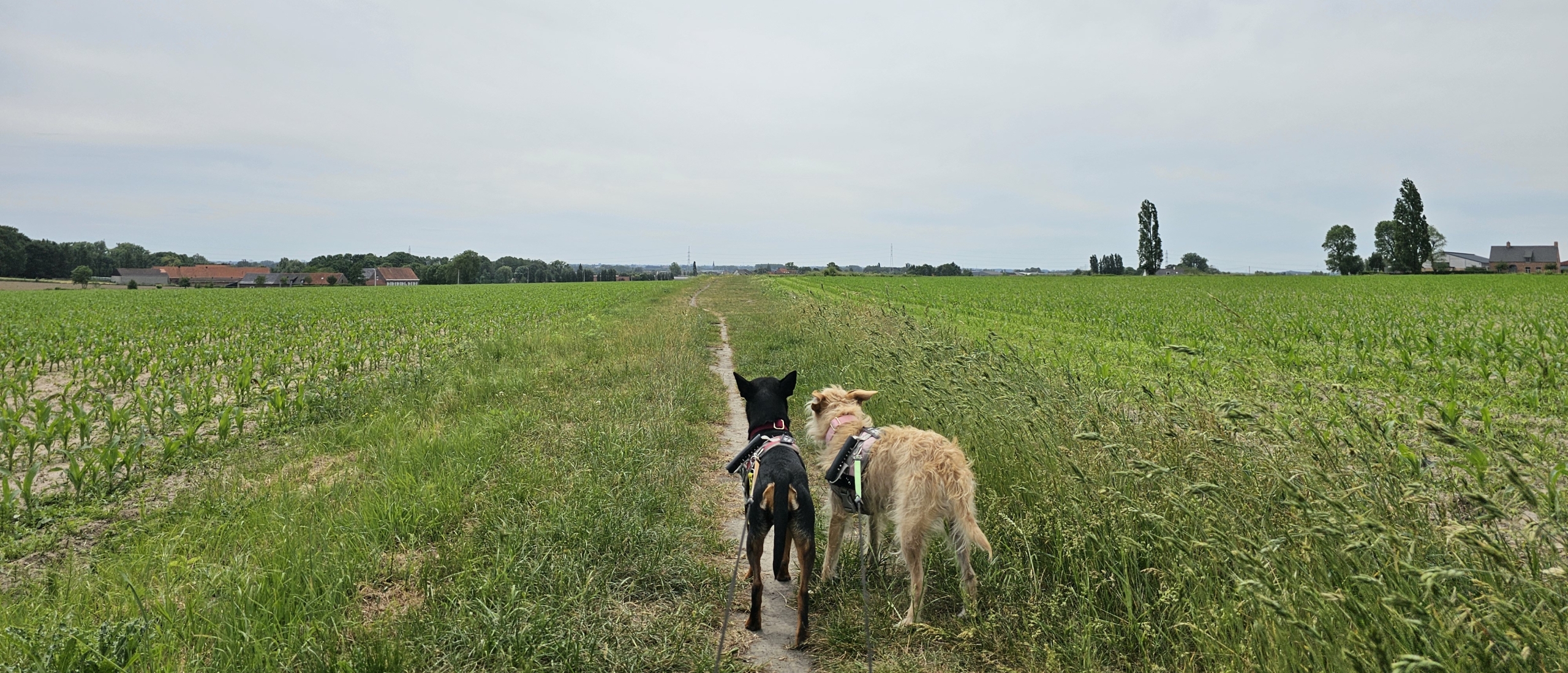 Wandelen langs de velden in Pittem: Het Berghoekpad (9 km)