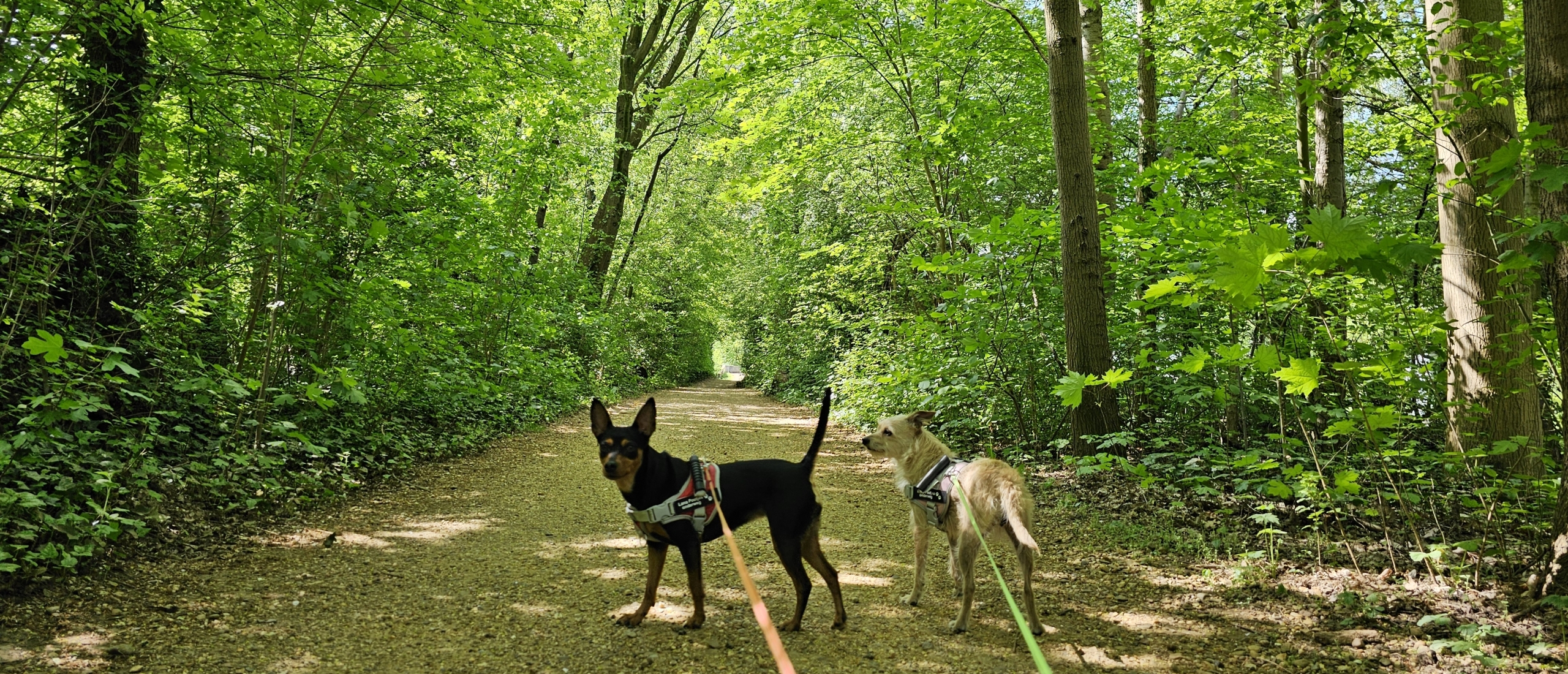 Wandelen langs trage wegen, Fort 6 en de struisbeekvallei in Wilrijk, Antwerpen met hond