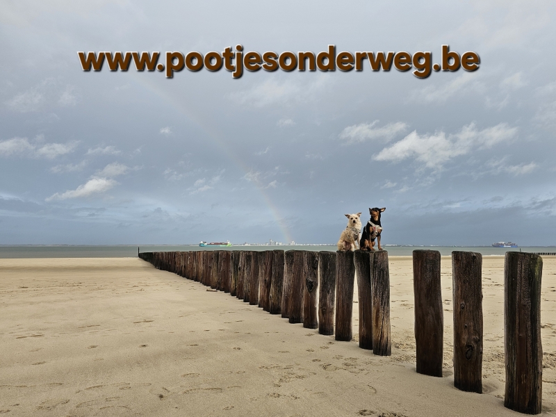 Wandelen met de hond op het strand in Breskens