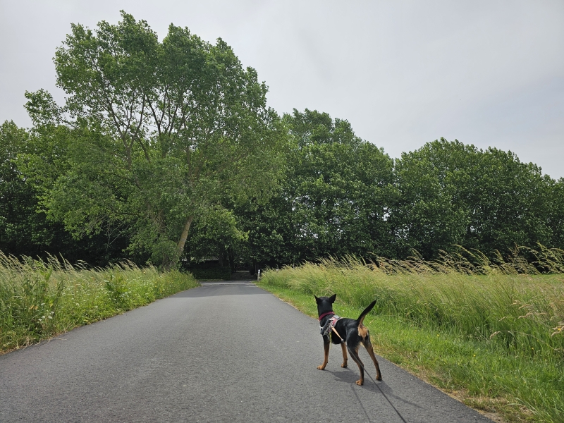 Wandelen met hellingen: Het berghoekpad in Pittem