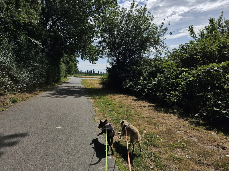 Wandelen met hond Dendermonde Mailbrainpad Wandelen met hond Dendermonde Mailbrainpad