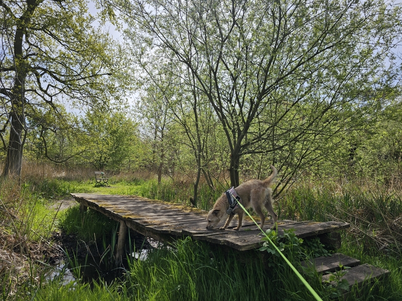 Wandelen met hond door de Scheldevallei in Moerzeke