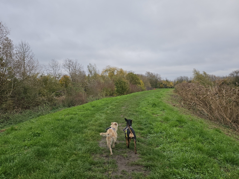 Wandelen met hond door het Geboortebos in Temse