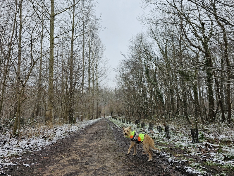 Wandelen met hond door het Kluizenbos in Affligem en Aalst