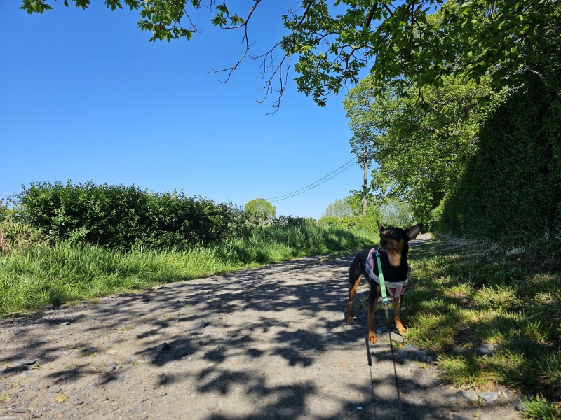 Wandelen met hond in Afsnee langs de Keuzemeersen en de Leie Wandelen met hond in Afsnee langs de Keuzemeersen en de Leie