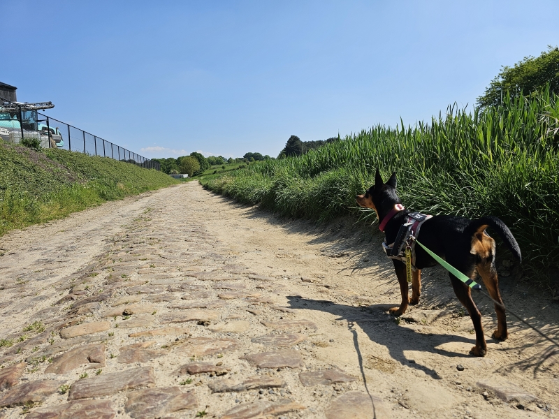 Wandelen met hond in Bertem
