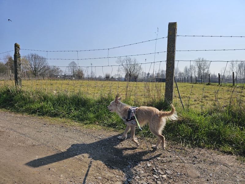 Wandelen met hond in Denderhoutem, Haaltert Wandelen met hond in Denderhoutem, Haaltert