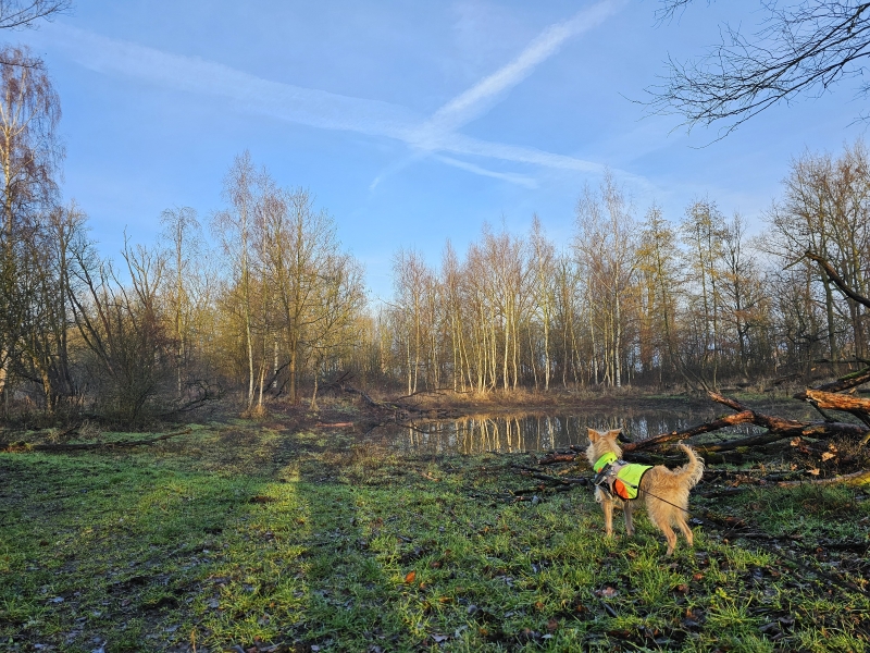 Wandelen met hond in Ekeren: Bospolder, Ekers Moeras, Putten van Ekeren en domein Muisbroek