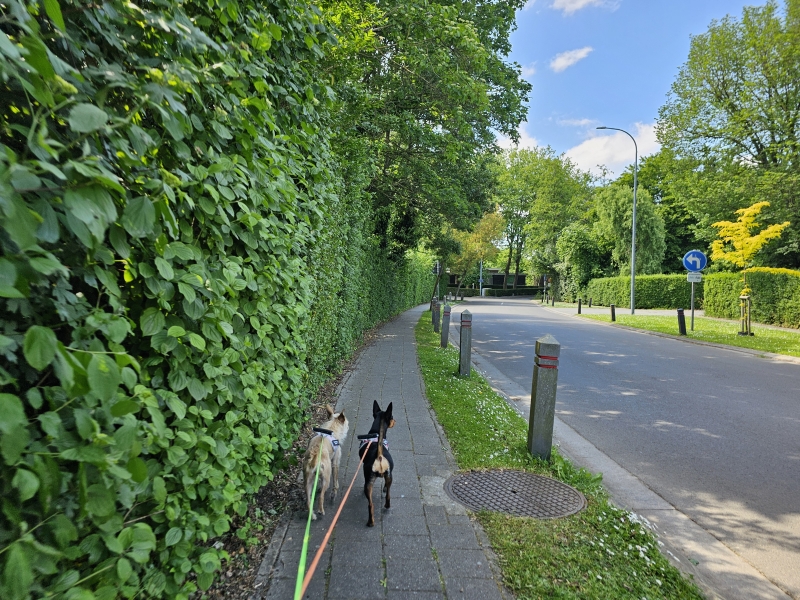 Wandelen met hond in Emelgem in Izegem