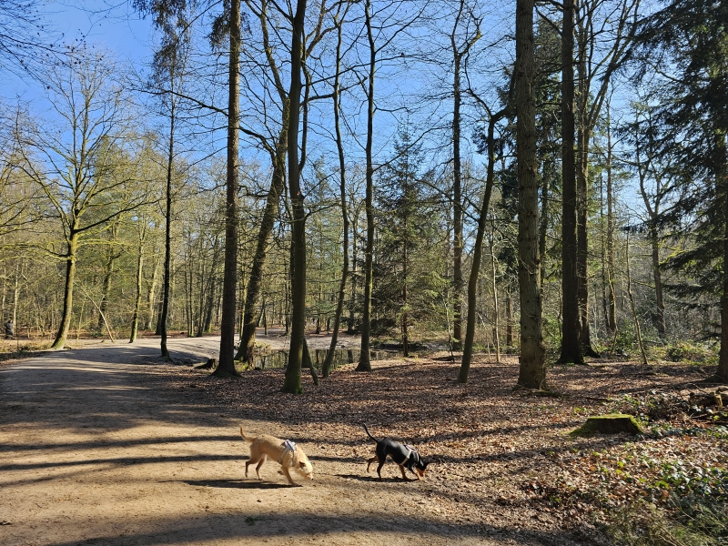 Wandelen met hond in en rond Breda Noord-Brabant, Nederland