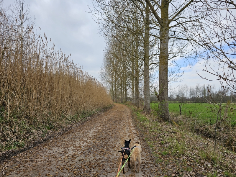 Wandelen met hond in Grembergen, Dendermonde
