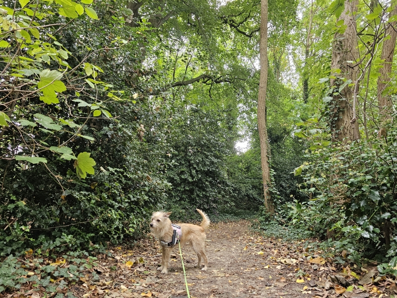Wandelen met hond in Hamme Kerkwijckpark