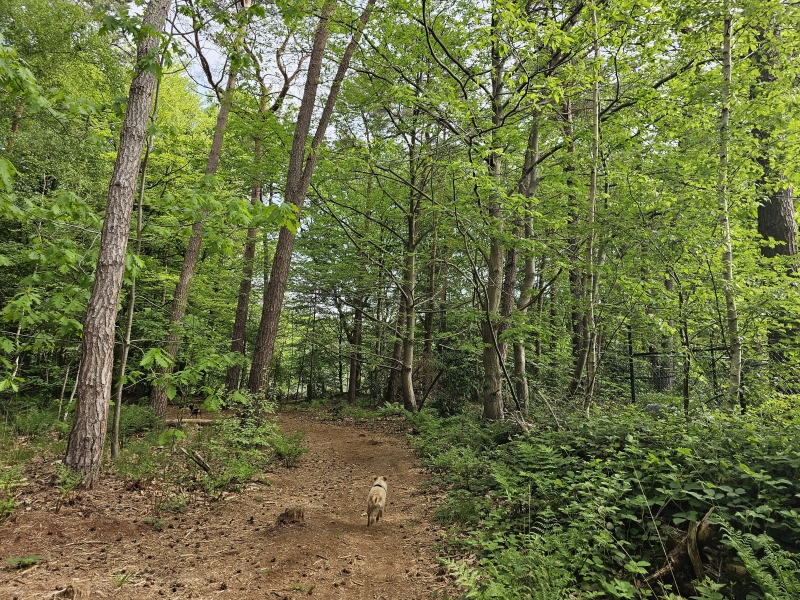 Wandelen met hond in het bos in Wouwse Plantage, Roosendaal, Noord-Brabant in Nederland