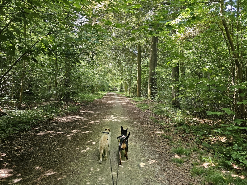 Wandelen met hond in het domein van het Poekekasteel in Aalter