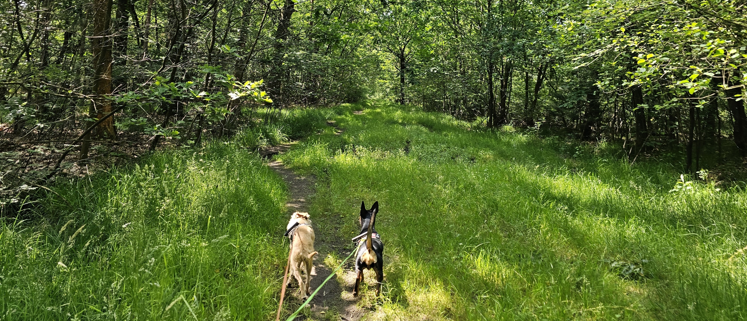 Wandelen met hond in het Kolisbos in Pelt, Belgisch Limburg