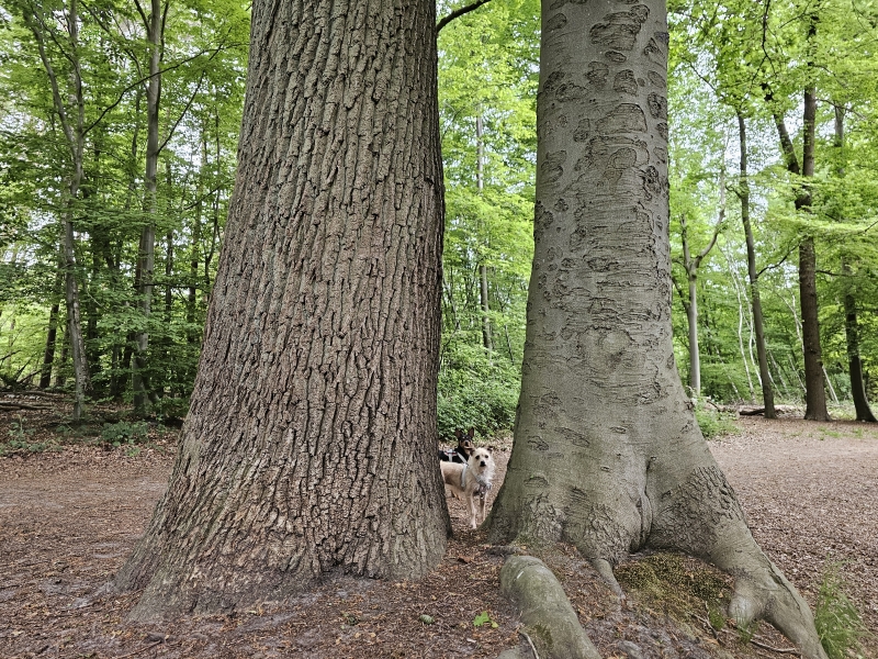 Wandelen met hond in het Liesbos in Breda