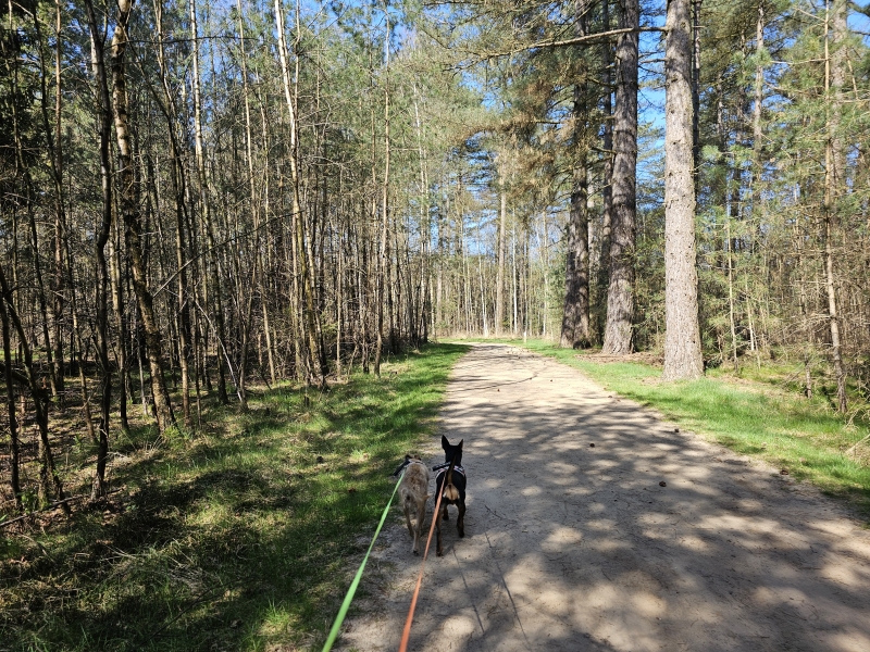 Wandelen met hond in het Mastenbos in Kapellen