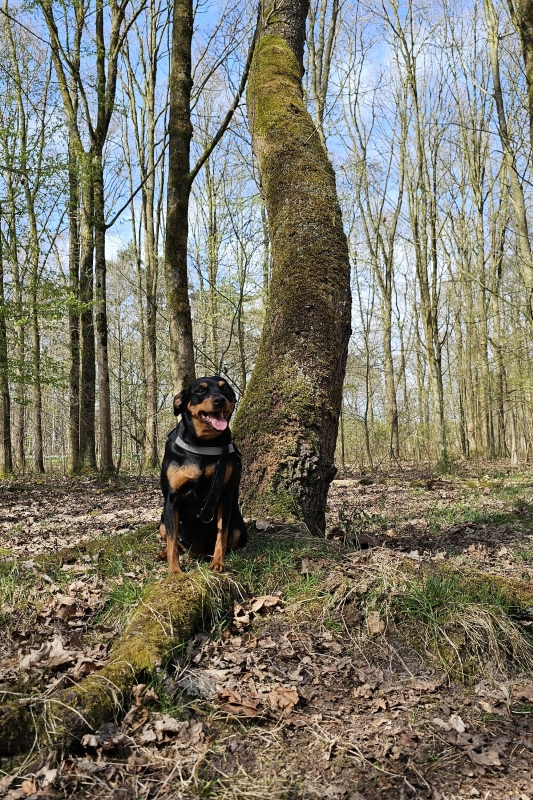 Wandelen met hond in het Stropersbos in Stekene en Sint-Gillis-Waas in het Waasland