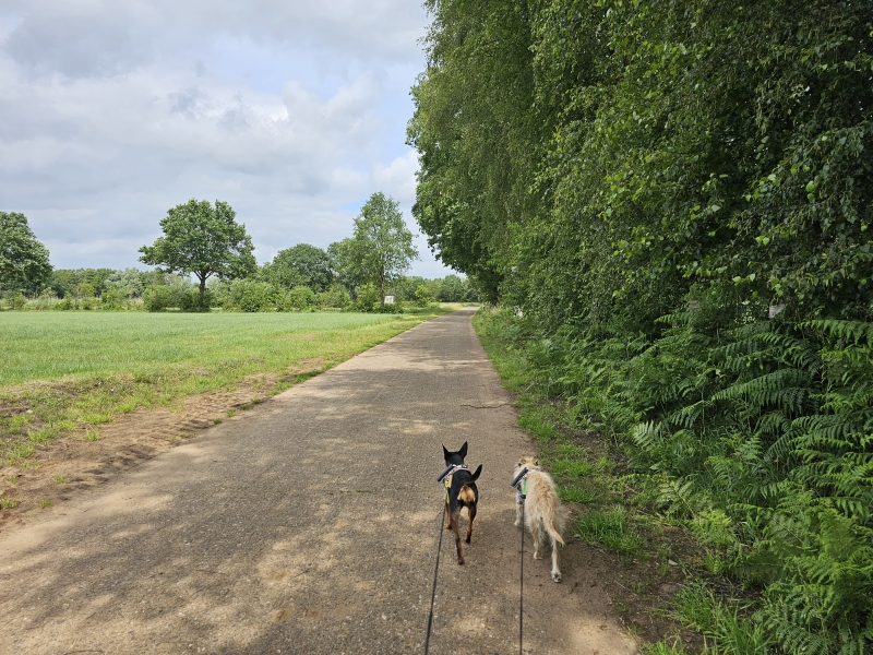 Wandelen met hond in Lichtaart Kasterlee 7,7 kilometer door de Calievallei Wandelen met hond in Lichtaart Kasterlee 7,7 kilometer door de Calievallei