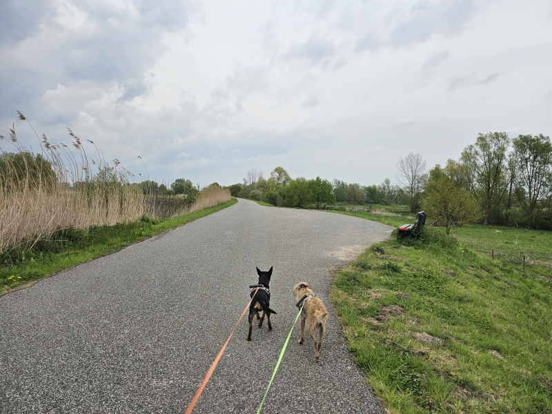 Wandelen met hond in Mechelen en Rumst
