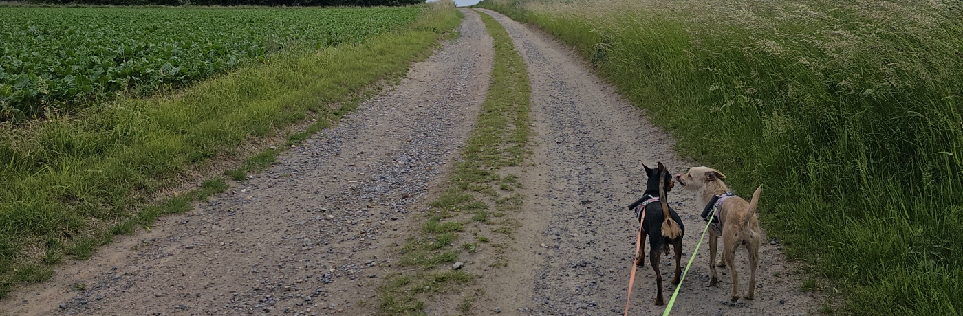 Wandeling langs de velden in Merchtem