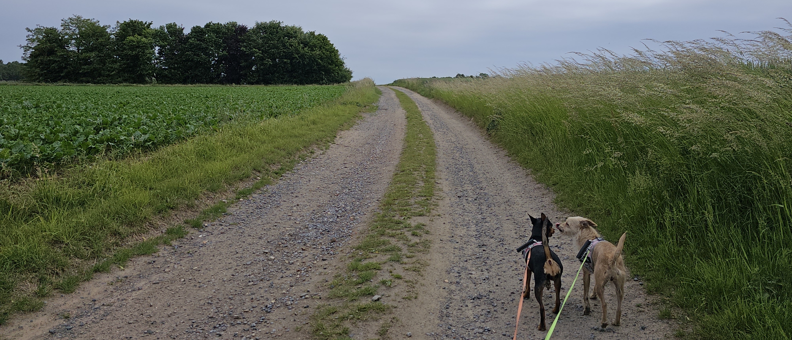 Wandelen met hond in Merchtem: de Callariswandeling in Brussegem