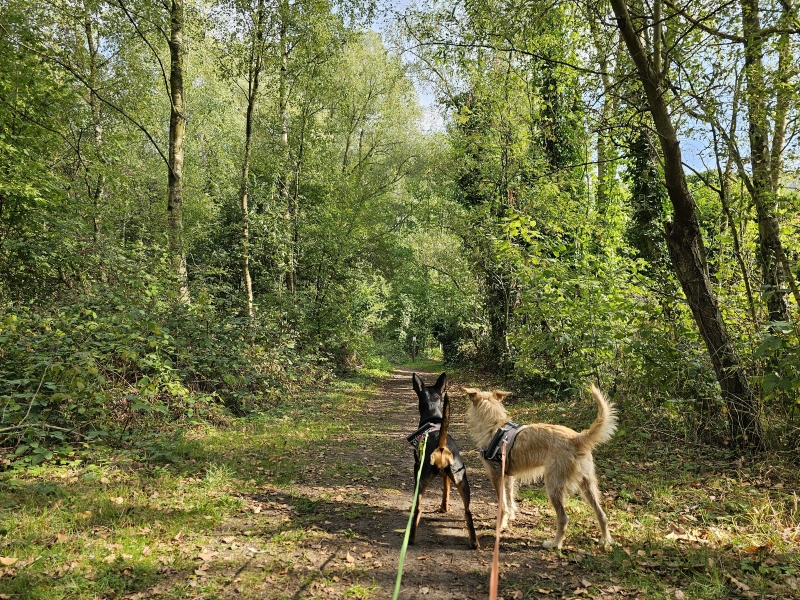 Wandelen met hond in Niel: Nen Nielse oemweg wandelroute