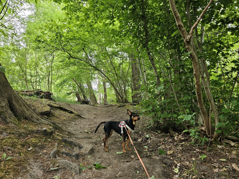 Wandelen met hond in Oudenaarde: Bos t Ename