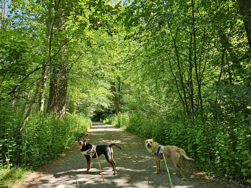 5 km boswandeling met hond in West-Vlaanderen: het Groenhovebos in Torhout