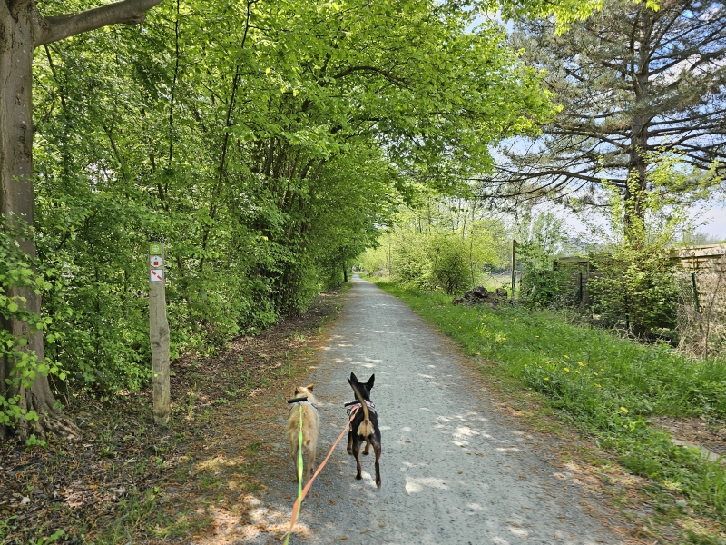 Wandelen met hond in Wilrijk