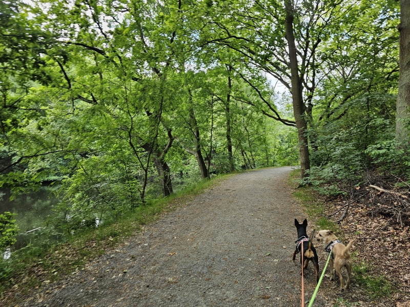 Wandelen met hond langs Fort 7 en 8 in Hoboken en Wilrijk