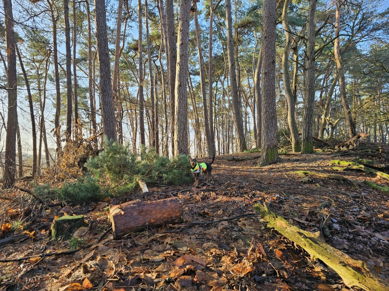 Wandelen met hond Loonse en Drunense duinen: de Brabantse Sahara
