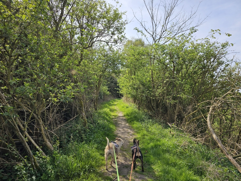 Wandelen met hond op de trage weg in Moerzeke