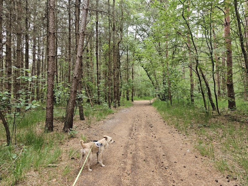 Wandelen met hond op de wandelroute De Mier in Putte, Nederland