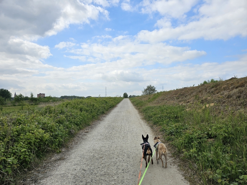 Wandelen met hond op het Noordelijk Eiland in Bornem