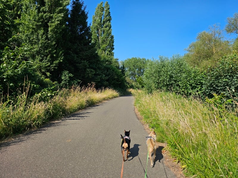 Wandelen met hond over de dijk langs de Rupel in Heindonk, Willebroek
