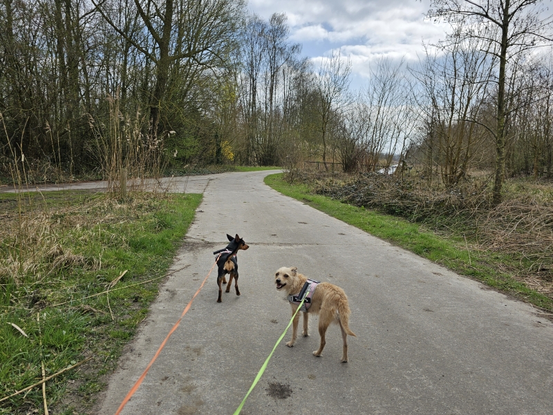Wandelen met honden op het jaagpad langs de Schelde in Grembergen