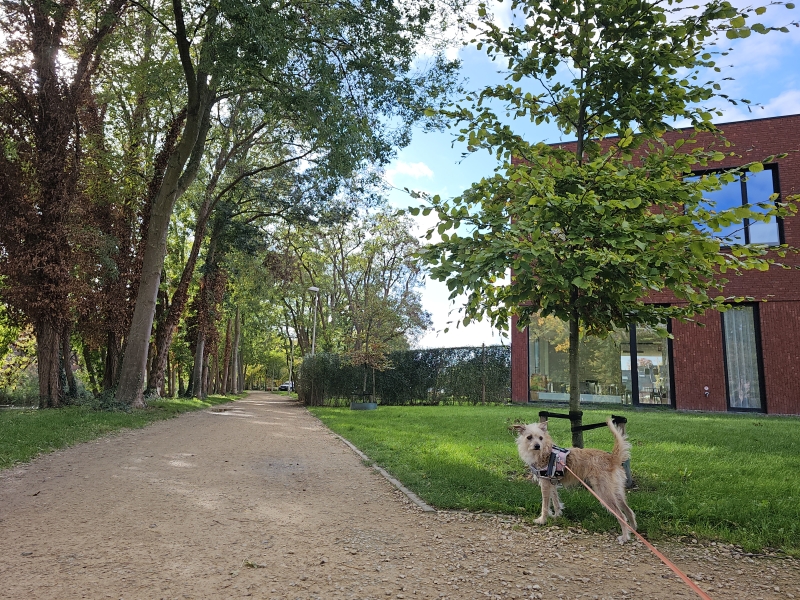 Wandelen met rolstoel en hond door de stad Lier Wandelen met rolstoel en hond door de stad Lier