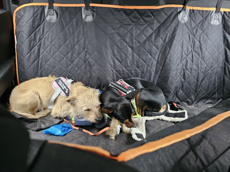 Wandelen met rolstoel en hond in Friesland