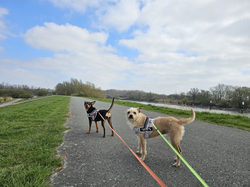 wandelen met rolstoel of buggy is mogelijk op deze wandelroute langs de Schelde in Grembergen, Dendermonde