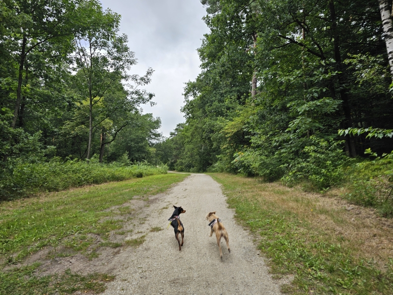Wandelen Nunspeet en Hulsthorst honden los Belvederebos west