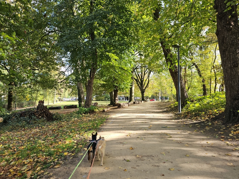 Wandelen over de stadsvesten in Lier met hond Wandelen over de stadsvesten in Lier met hond