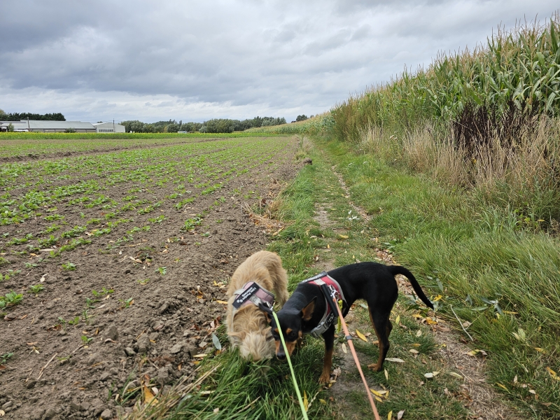 Wandelen over de velden in Denderbelle met honden Wandelen over de velden in Denderbelle met honden
