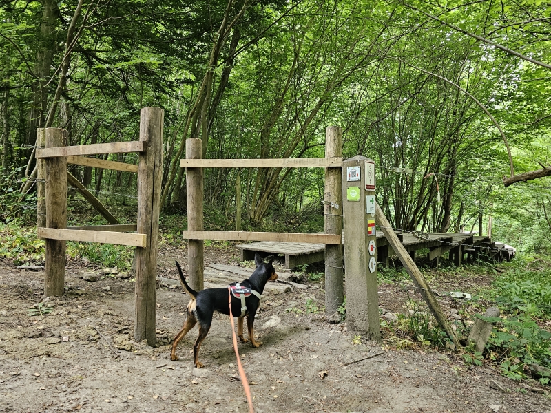 Wandelen over een vlonderpad door het bos in Ename
