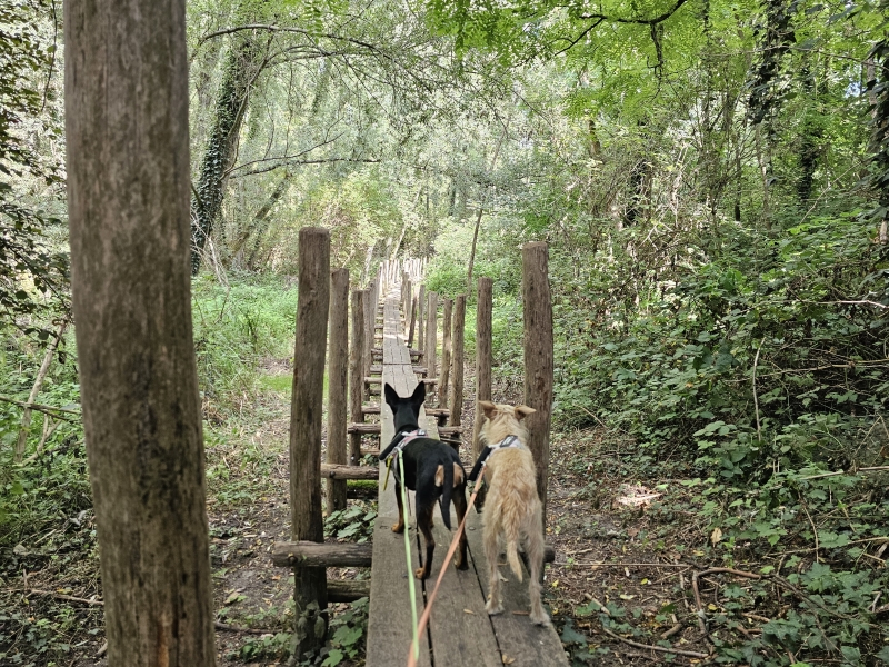 Wandelen over vlonderpaden met hond in de Oude Schelde in Appels