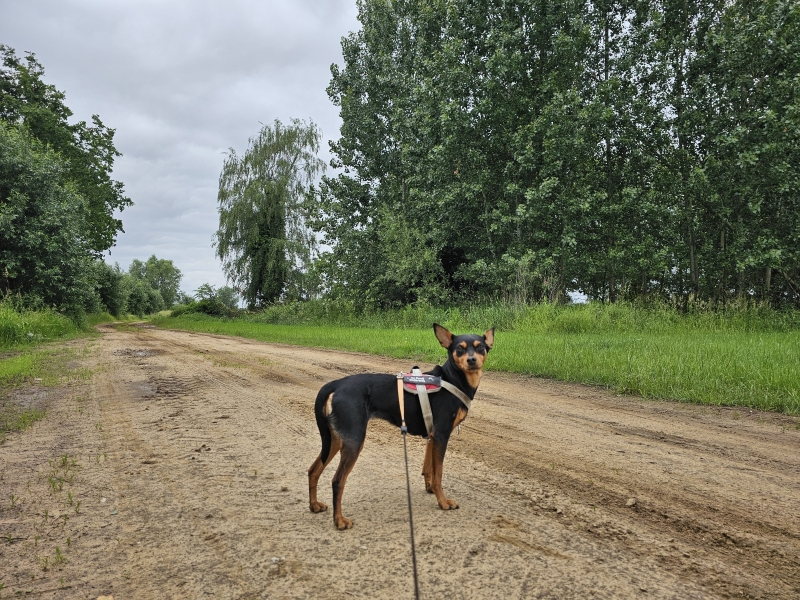 Wandelen over zandwegen in Tielen, Kasterlee met hond Wandelen over zandwegen in Tielen, Kasterlee met hond