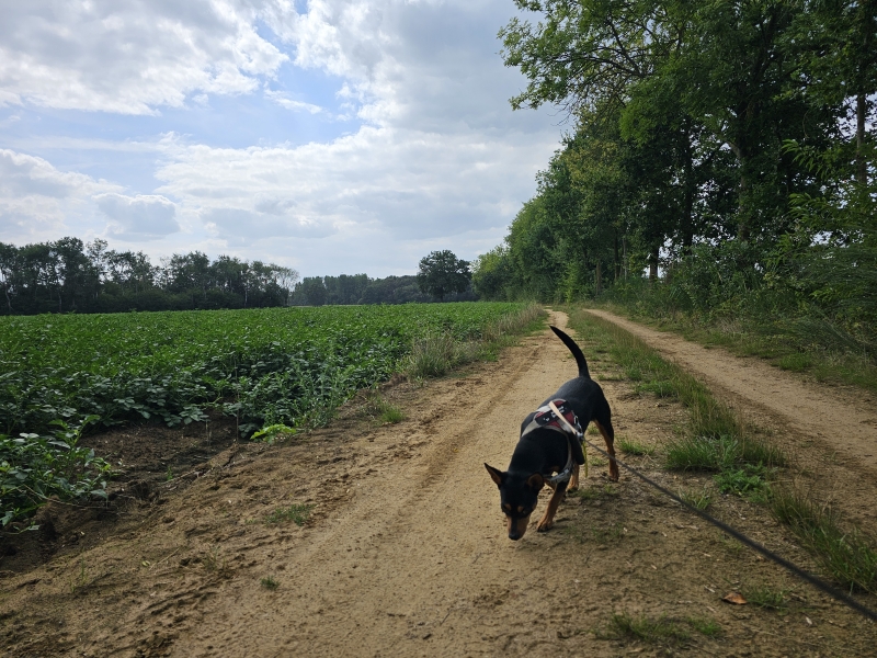 Wandelen Poederlee met hond door de natuur