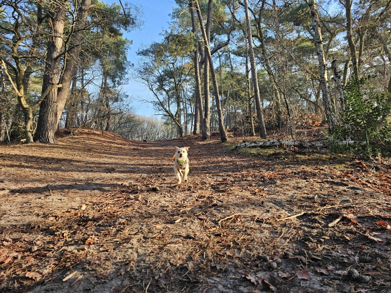 Wandelen Roestelberg Kaatsheuvel loslooproute door de Loonse en Drunense duinen